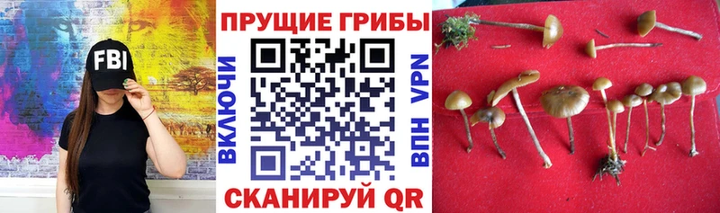 Псилоцибиновые грибы GOLDEN TEACHER  гидра зеркало  Костомукша 